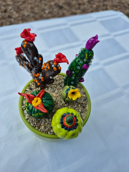 Green pot Cacti selection